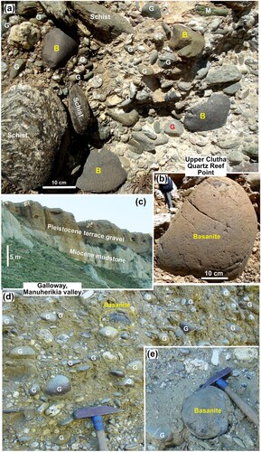 Figure 4. Outcrop photographs of the Pleistocene gravels that host the basanite cobbles. (a) Outcrop photograph of basanite cobbles (B) together with greywacke (G), high textural grade schist (lower left) and metabasite (M) in late Pleistocene (Q12; Turnbull Citation2000) terrace gravels near Quartz Reef Point. (b) Close view of a large basanite cobble at Quartz Reef Point. . (c) Location of the terrace gravels unconformably on Miocene mudstone at Galloway. (d) Typical view of Galloway terrace gravels with abundant quartzofeldspathic greywacke cobbles (G) and schist-derived debris, with subordinate basanite. (e) A large well-rounded basanite cobble at Galloway.