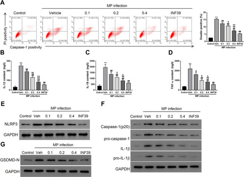 Figure 3 Maxing shigan decoction (MXSG) mitigated M. pneumoniae (MP) infection-induced pyroptosis in A549 cells. Cells were treated with M. pneumonia (107 CFU/106 cells) and MXSG (0.1, 0.2, 0.4 mg/mL) for 24h. Bacteria-free mycoplasma broth was used as the control, and DMEM with 0.1% DMSO was added to cell cultures as the vehicle control. (A) Flow cytometry analysis (activated caspase-1 and PI staining); ELISA of IL-1β (B), IL-18 (C), TNF-α (D); (E) qRT-PCR and Western blot analysis of NLRP3 expression in A549; (F) Western blot analysis of IL-1β, pro-IL-1β, caspase-1, pro-caspase 1 (F), and GSDMD-N (G). Data are expressed as mean ± SD (n = 3), **P < 0.01 vs Control (mycoplasma broth without bacteria); #P < 0.05, ##P < 0.01 vs Vehicle (DMEM with 0.1% DMSO); $P < 0.05, $$P < 0.01 vs 0.1 mg/mL; +P < 0.05, ++P < 0.01 vs 0.2 mg/mL.