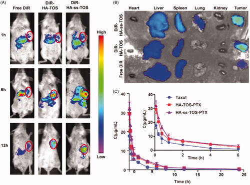 Figure 7. (A) In vivo imaging of DiR-loaded formulations in 4T1 tumor-bearing mice. Tumor sites were marked by pink circles. (B) Ex vivo imaging of the isolated organs in mice. (C) The change of PTX concentration over a period of time (n = 5).