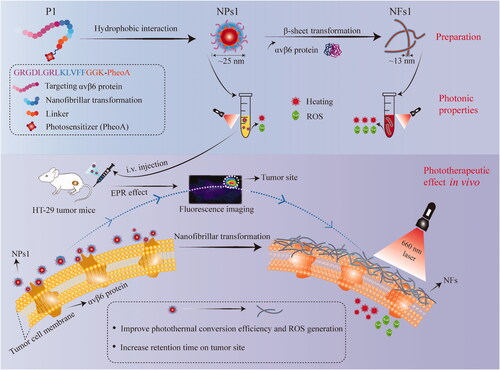 Scheme 1. Phototherapeutic effect of smart supramolecular peptide (NPs1) on mice bearing HT-29 tumor. Schematic illustration of preparation, photonic properties, and phototherapeutic effect in vivo of nanofibrils.