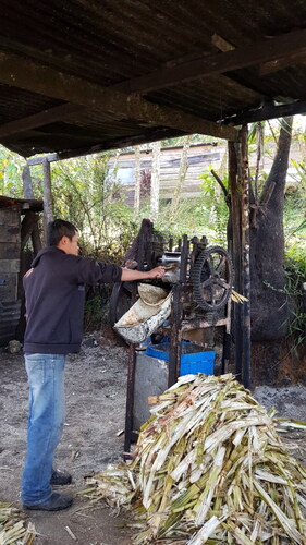 Figure S1. Sugarcane juice extraction during the artisanal ­production of Boj in Cobán, Guatemala.