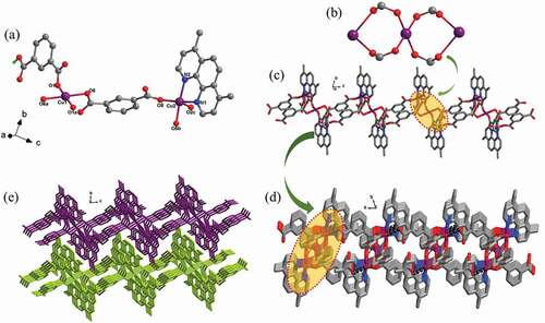 Figure 1. (a) The coordination surrounding view of Cu(II) ions in the complex 1. (b) The trinuclear cluster of [Cu3(COO)4] (red: O, gray: C, purple: Cu). (c) The 1ʹs one-dimensional infinite chain architecture. (d) The H-bonds bridged two-dimensional layer in the molecule (red: O, gray: C, purple: Cu, blue: N). (e) Interdigitated three-dimensional supramolecular skeleton directed through the weak interactions of Van der Waals.