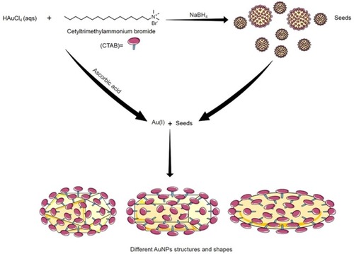 Figure 5 The seed-mediated growth synthesis method of different shapes of AuNPs. In Seed-mediated growth method, seed particles are produced by the reduction of gold salts using a small amount of a strong reducing agent (e.g. Sodium borohydride; NaBH4). Then these seeds are added to a metal salt solution in the presence of weak reducing agent (e.g. ascorbic acid) and surfactant (e.g. cetyltrimethylammonium bromide; CTAB). Changing the concentration of seed particles, reducing agents and/or the surface-protecting agents control the geometry of the resulted gold nanostructure.