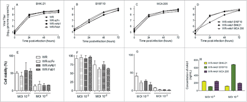 Figure 3. In vitro replication and oncolytic activities of the different viruses. Replication of WR-mAb1, WR-Fab1, WR-scFv and WR, and their effects on cell viability, have been assessed on MCA 205, B16F10 and BHK-21 cell lines. The virus replication was monitored over time by q-PCR after an initial infection at MOI 10−2 on BHK-21 (A), B16F10 (B) and MCA 205 (C). The replication of WR-mAb1 on the three cell lines was compared and shown in panel D. Cell viability of BHK-21 (E), B16F10 (F) and MCA 205 (G) was measured using trypan blue exclusion assay after 5 d post-infection with the different viruses and at two MOI (10−2 and 10−3). MAb1 concentration in supernatants collected 5 d post-infection was determined using a quantitative hamster IgG ELISA (H). Represented values are the mean (+/− standard deviation) of at least three measurements (see material and methods for details).