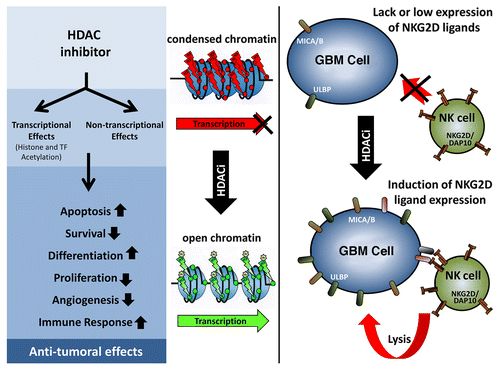 Figure 1. Antitumor activity of HDAC inhibitors. Left: The inhibition of histone deacetylases (HDACs) causes both transcriptional and non-transcriptional effects, leading to profound alterations in cell homeostasis. Middle: The re-acetylation of histones upon HDAC inhibition stimulates gene transcription. Right: As a result of HDAC inhibition, NKG2D ligands (NKG2DLs) such as MHC Class I-related chain A and B (MICA/B) or UL16-binding proteins (ULBPs) are upregulated, rendering glioblastoma multiforme (GBM) susceptible to recognition and lysis by natural killer (NK) cells.