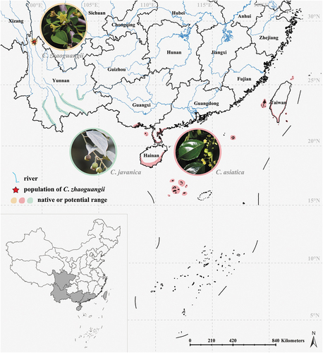 Figure 5. Distribution of Colubrina in China. Ranges were based on our field investigations and the information shown in Chinese Virtual Herbarium (CVH; https://www.cvh.ac.cn/). C. asiatica was photographed by L.X. Yuan, C. javanica by Y.Y. Li, and C. zhaoguangii by J. Hu.