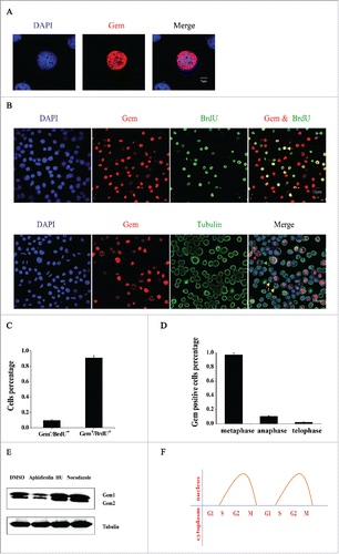 Figure 2. The expression pattern of BmGeminin in BmN-SWU1 cells. (A) Immunofluorescence analysis of the location of endogenous BmGeminin in BmN-SWU1 cells by using anti-BmGeminin monoclonal antibodies. DNA was stained with DAPI. (B) Dual labeling of BmN-SWU1 cells with anti-BrdU and anti-BmGeminin antibodies. Red arrow indicates BmGeminin positive cells, green arrow indicates BrdU positive cells, and yellow arrow indicates cells positive for both BmGeminin and BrdU; Double-labeling of BmN-SWU1 cells with anti-tubulin and anti-BmGeminin antibodies. Cells are arranged by mitotic stage based on DAPI and tubulin staining. Metaphase cells are indicated with red arrows and labeled “m,” anaphase cells are indicated with green arrows and labeled “a,” and telophase cells are indicated with yellow arrows and labeled “t.” (C) Ratio of cells positive for anti-BrdU and anti-BmGeminin antibodies. Gem−/BrdU+ represents the proportion of BmGeminin negative cells in BrdU-positive cells; Gem+/BrdU+ represents the proportion of BmGeminin positive cells in BrdU-positive cells (D) Ratio of Geminin positive cells in metaphase, anaphase and telophase, respectively. (E) Western blot analysis if the expression of BmGeminin in BmN-SWU1 cells, which were synchronized in G1 phase with Aphidicolin, S phase with HU, and G2/M phase with Nocodazole. Cells in the control group were treated with DMSO. Tubulin protein was used as the loading control. (F) The periodical expression of BmGeminin in BmN-SWU1 cells.