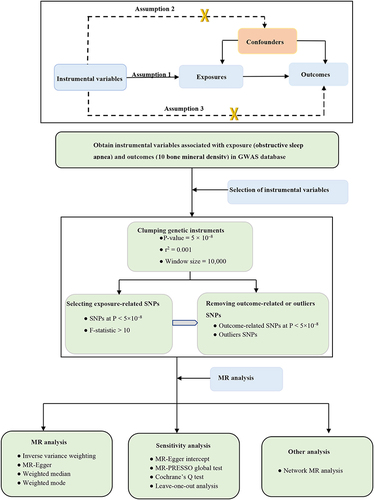 Figure 1 Overview and analysis process of our research. Assumption 1(the relevance assumption): genetic variants are strongly related to the exposure; Assumption 2(the Independence assumption): genetic variants are independent from confounding factors of the exposure–outcome; Assumption 3 (the exclusion assumption): genetic variants influence outcomes solely through the selected exposure.