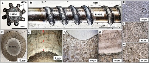 Figure 8. Bimetallic structure characterisation. (a) Section view of a representative splined shaft structure fabricated using WA-DED with an SS304L centre rod and M250 splines; (b) Plan view of a representative auger screw structure fabricated using WA-DED on an SS304L centre rod to form an M250 helix; (c) section view of a radial bimetallic disc structure produced via WA-DED; (c1, c2) Low magnification optical image of the SS304L –M250 bimetallic disc structure showing the interaction between M250 and SS304L, including the heat affected zone; (d) High magnification optical image of the interface between SS304L and M250 showing uniform mixing; (e–g) M250 microstructure taken from the build.