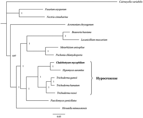 Figure 1. Phylogenetic relationship of 15 species based on Bayesian inference analysis of the combined mitochondrial gene set (14 typical protein-coding genes). Node support values are Bayesian posterior probabilities (BPP). Mitogenome accession numbers used in this phylogeny analysis: Acremonium chrysogenum (NC_023268), Cairneyella variabilis (NC_029759), Nectria cinnabarina (NC_030252), Fusarium oxysporum (NC_017930), Hypomyces aurantius (NC_030206), Trichoderma reesei (NC_003388), Trichoderma hamatum (NC_036144), Trichoderma gamsii (NC_030218), Pochonia chlamydosporia (NC_022835), Metarhizium anisopliae (NC_008068), Paecilomyces penicillatus (NC_043850), Beauveria bassiana (NC_010652), Lecanicillium muscarium (NC_004514), Hirsutella minnesotensis (NC_027660), Cladobotryum mycophilum (MT108299).
