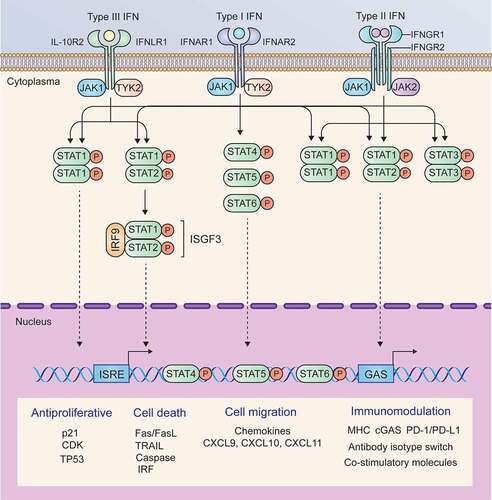 Figure 2. Signaling pathways and major target genes induced by IFNs