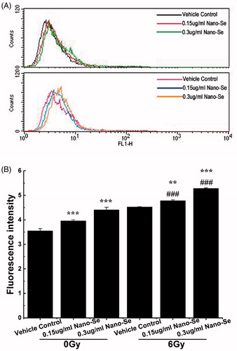 Figure 8. Detection of ROS in MCF-7 cells by flow cytometry. (A) Cells were treated with indicated concentrations of Nano-Se without (top) or with (bottom) subsequent irradiation treatment. A fluorometric assay based on the oxidation of DCFH-DA by intracellular oxidants was used in conjunction with flow cytometry to detect ROS. (B) Quantitative analysis of ROS (*p < .05, **p < .01, ***p < .001, the Nano-Se group (0/6 Gy) compared with vehicle control group (0/6 Gy); #p < .05, ##p < .01, ###p < .001, the combined group (Nano-se and radiation) compared with Nano-Se group).