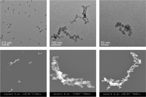 FIG. 7 Examples of electron microscopy images of the soot particles.