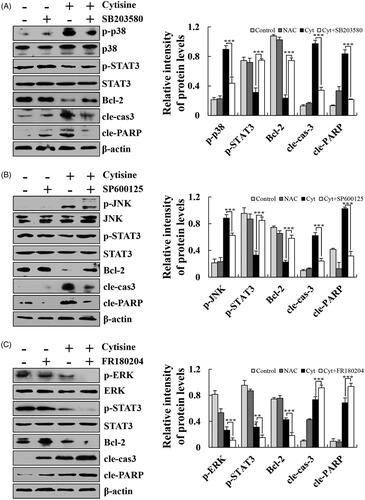 Figure 5. Effects of MAPK on the STAT3 signalling pathway in A549 cells. (A) Cells were treated with a p38 inhibitor, and the expression levels of p-p38, p-STAT3, Bcl-2, cleaved caspase-3, and cleaved PARP were measured using western blotting. (B) Cells were treated with a JNK inhibitor, and the expression levels of p-JNK, p-STAT3, Bcl-2, cleaved caspase-3, and cleaved PARP were measured using western blotting. (C) Cells were treated with an ERK inhibitor, and the expression levels of p-ERK, p-STAT3, Bcl-2, cleaved caspase-3, and cleaved PARP were measured using western blotting, and β-actin was used as the internal control. The data are expressed as the means ± SDs of the results from three independent experiments (*p < .05, **p < .01, ***p < .001).