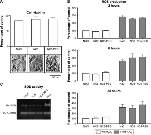 Figure 4 Analysis of potential nanoparticle-mediated oxidative stress.Notes: (A) Viability of human hepatocellular cell line HepG2. Cells were exposed to nanocapsules for 48 hours. (B) Analysis of ROS generation. HepG2 cells were grown for 2, 6 or 24 hours in media containing 1.5 mM NaCl or nanocapsules. Intracellular ROS were measured after staining the cells with DCFH-DA (white bars) or with DCFH-DA followed by incubation with 1 mM H2O2 (gray bars). (C) Analysis of SOD activity by native PAGE-based zymography. HepG2 cells were exposed to nanocapsules or PMA. The upper band corresponds to ROS-inducible Mn-SOD activity and the lower band to the activity of constitutively expressed CuZn-SOD. The representative zymogram of three independent experiments performed is shown. Concentration of nanocapsules in these experiments waŝ2×1011/mL.Abbreviations: DCFH-DA, 2′7′-dichlorofluorescin diacetate; NC5-PEG, five-layer PEGylated nanocapsules; NC6, six-layer nanocapsules; PAGE, polyacrylamide gel electrophoresis; PEG, polyethylene glycol; PMA, phorbol 12-myristate 13-acetate; ROS, reactive oxygen species; SOD, superoxide dismutase; w/o, without.