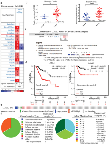 Figure 1. The characteristics of LOXL2 in cervical cancer regarding mRNA expression, prognostic significance, and genomic mutation. (a) The numbers in each box represent the studies that differentially expressed LOXL2 in different cancers from ONCOMINE database. Red represents overexpression and blue represents down-expression, and LOXL2 was significantly overexpressed in cervical cancer. (b), (c) Two studies and the meta-analysis of three cervical cancer studies consistently revealed LOXL2 was significantly up-regulated in cervical cancer compared to normal tissues from ONCOMINE database. (d) Overexpression of LOXL2 was closely correlated with poor prognosis (OS and PFS) in cervical cancer using the Kaplan-Meier Plotter. (e) The mutation frequency of LOXL2 in TCGA (PanCancer Altas, n = 297) using the c-BioPortal. (f) The pie charts represent the mutation types of LOXL2 in cervical cancer using the COSMIC database. OS: overall survival; PFS: progression-free survival. *P < 0.05; ****P < 0.0001.