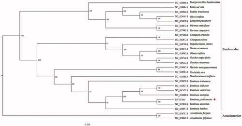 Figure 1. Phylogenetic analysis of 23 species of Bambusodae and two taxa (Arundinaria fargesii, Arundinaria gigantea) as outgroup based on plastid genome sequences by RAxML, bootstrap support value near the branch.