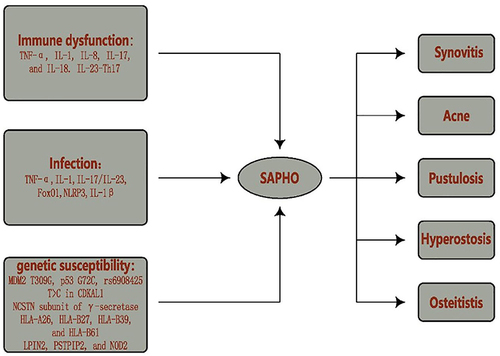 Figure 1 Potential Etiopathogenesis of SAPHO syndrome. Potential etiopathogenesis of SAPHO syndrome include immune dysfunction, infection and genetic susceptibility, is implicated in all domains depicted in the acronym SAPHO (Synovitis, Acne, Pustulosis, Hyperostosis, Osteitis).