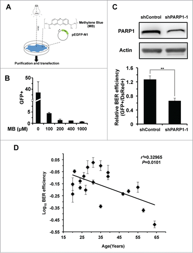 Figure 1. BER efficiency declines with age. (A) Schematic depiction of the plasmid reactivation assay used to analyze BER efficiency. Ten micrograms of pEGFP-N1 were mixed with methylene blue at the indicated concentrations, followed by a 60-minute irradiation treatment with visible light generated by a 100-walt bulb at a distance of 18 cm. Then the damaged pEGFP-N1 vector was purified from the mixture using the Axygen cleanup kit (Axygen, Cat. #AP-PCR-250) before 0.05 μg damaged pEGFP-N1 was transfected to fibroblasts for further FACS analysis. (B) MB+VL treatment damages the expression of EGFP gene in comparison to an untreated control. (C) Validation of the BER analysis assay. 0.05 μg of MB + VL treated pEGFP-N1 together with 0.005 μg of pDsRed2-N1, for normalizing differences in transfection efficiency, was transfected into control or PARP1 depleted HCA2-hTERT cells. Then the ratio of GFP+ cells vs. DsRed+ cells was employed as the measure of BER efficiency. (D) BER efficiency negatively correlates with age. Damaged pEGFP-N1, by MB+VL, and pDsRed2-N1 were co-transfected into foreskin fibroblast cell lines isolated from donors at different ages. When transfections were performed, all cell lines were at a population doubling (PD) number of ∼16. All experiments were repeated at least 3 times. Error bars represent standard deviation (S.D.). ** P < 0.01