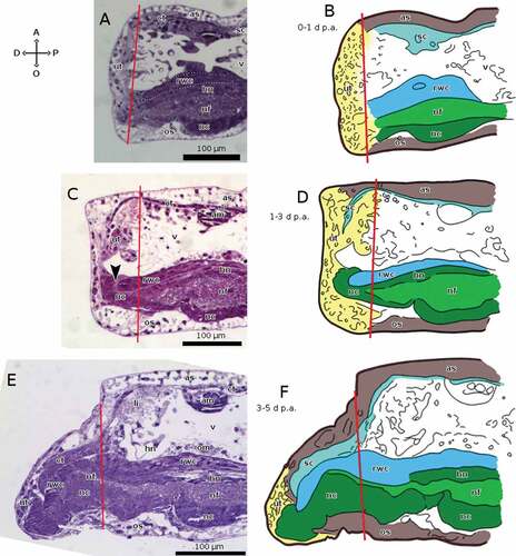 Figure 6. Sagittal sections of arms of A. squamata during repair and early regenerative stages, each shown as histological section (left) and as schematic drawing (right). The distal end of the regenerate is on the left in all cases. (A, B) 0–1 days p.a. (C, D) 1–3 days p.a. The arrowhead in C marks the growth of new cellular ectoneural tissue enveloping the end of the RWC. (E, F) 3–5 days p.a. Staining of A, C and E: crystal violet and basic fuchsin. Abbreviations: A, aboral side; am, aboral muscles; as, aboral plate; ct, coelothelium; D, distal side; es, epineural sinus; hn, hyponeural component of the RNC; li, ligament; nc, cellular ectoneural component of the RNC; nf, fibrous ectoneural component of the RNC; O, oral side; om, oral muscles; os, oral plate; P, proximal side; rwc, radial water canal; sc, somatocoel; ut, undifferentiated tissue; v, vertebra. Red lines mark the planes of amputation. B, D and F made with GIMP.