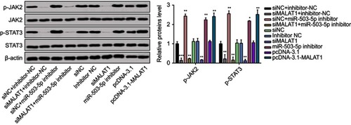 Figure 5 MALAT1 activated JAK2/STAT3 pathway.Notes: (A) Total cell lysates were collected and immunoblotted with the indicated antibodies. β-Actin was used as a loading control. Graphs are presented as the mean density of p-JAK2 and p-STAT3 normalized against the mean density of JAK2 or STAT3 from three independent experiments (presented as relative density of phosphoprotein vs total protein). Data are presented as the mean ± standard error of the mean (n=3). *P<0.05, **P<0.01, ***P<0.001 compared to untreated control cells at 0 min.Abbreviations: MALAT1, metastasis-associated lung adenocarcinoma transcript 1; si-MALAT1, MALAT1 small interfering RNA; si-NC, noncoding small interfering RNA.