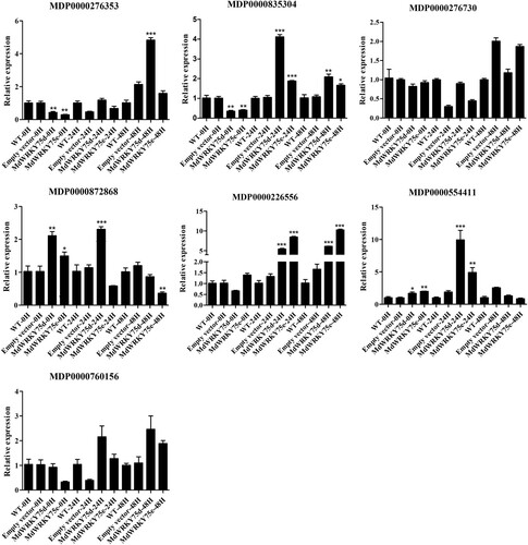 Figure 8. Predicted MdWRKY target gene expression after transient MdWRKY75d and MdWRKY75e expression in wild type (WT), empty vector, MdWRKY75d, and MdWRKY75e apple leaves 0, 24, and 48 h after A. alternata infection treatment.