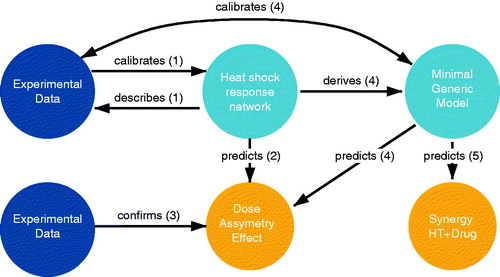 Figure 1. Research workflow. The main steps of the performed research are synthesized to highlight the crosstalk between experimental data (dark blue), mathematical modeling (light blue), and model predictions (yellow). HT: Hyperthermia.
