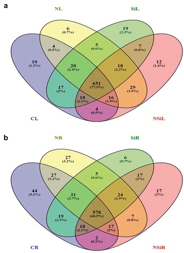 Figure 6. The distribution of a number of metabolites identified from leaves (a) and roots (b) of the plants grown under control, salinity, silicon or salinity combined with silicon treatment. The number of metabolites produced in leaves (CL) or roots (CR) of control plants, leaves (NL) or roots (NR) of plants treated with salinity, leaves (SiL) or roots (SiR) of plants treated with silicon alone or leaves (NSiL) or roots (NSiR) of plants treated with silicon and salinity, are illustrated in the Venn diagram.