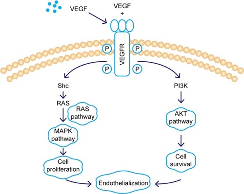 Figure 7 Schematic of the VEGF signaling pathway acting on endothelialization.Abbreviations: VEGF, vascular endothelial growth factor; VEGFR, vascular endothelial growth factor receptor; Shc, src homology 2 domain containing; RAS, family of related proteins.