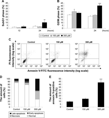 Figure 2 Midazolam regulated cell cycle to induce apoptosis in TM3 cells. TM3 cells were treated with 150 and 300 μM midazolam for 12 and 24 hours and subG1 (A) and G2/M (B) phase cell numbers were detected. Cells were fixed and then stained with propidium iodide (PI) for cell cycle analysis. SubG1 phase means that cells contain less DNA content than normal cells, representing apoptosis. TM3 cells were treated with 150 and 300 μM midazolam for 24 hours. The apoptotic status of midazolam-treated cells was detected by Annexin V/PI double staining assay (C). The percentages of double-negative cells (viable cells), annexin V single-positive cells (early apoptotic cells), PI single-positive cells (necrotic cells) and annexin V and PI double-positive cells (late apoptotic cells) in each treatment are illustrated (D). The difference in the number of annexin V-positive cells (early apoptotic plus late apoptotic status) was then analyzed among treatments without or with midazolam (E). Each data point represents the mean ± SEM of three separate experiments. *, ** and *** indicate statistical difference compared to control equivalent to p<0.05, p<0.01 and p<0.005, respectively.