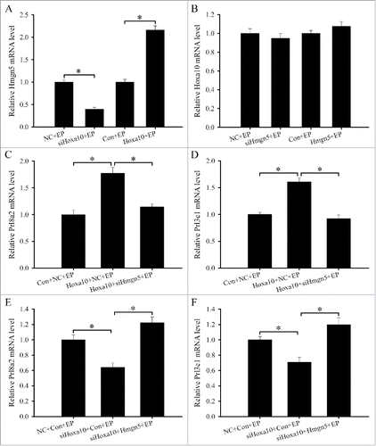 Figure 5. Hmgn5 mediates the effects of Hoxa10 on the differentiation of uterine stromal cells. (A) Effects of Hoxa10 siRNA or overexpression on the expression of Hmgn5. (B) Effects of Hmgn5 siRNA or overexpression on the expression of Hoxa10. (C and D) Hmgn5 siRNA abrogated the effects of Hoxa10 overexpression on the expression of Prl8a2 and Prl3c1. After co-transfection with Hoxa10 overexpression plasmid and Hmgn5 siRNA, the expression of Prl8a2 and Prl3c1 was determined by real-time PCR in the presence of estrogen and progesterone. (E and F) Overexpression of Hmgn5 improved the effects of Hoxa10 siRNA on the expression of Prl8a2 and Prl3c1. siHoxa10, Hoxa10 siRNA; Hoxa10, Hoxa10 overexpression plasmid.