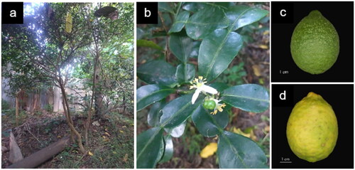 Figure 1. Morphological characteristics of Citrus micrantha (ICROPS 1372), the specimen used for the chloroplast genome sequencing. C. micrantha plant (a), inflorescence (b), fruit at economic maturity (c), and physiological maturity (d).