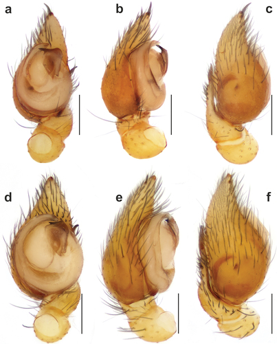 Figure 2. Male palps of Spinozodium denisi (a–c) and S. khatlonicum sp. nov. (d–f). (a, d) ventral view; (b, e) prolateral view; (c, f) dorsal view. Scale bars = 0.2 mm.