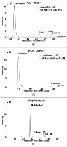 Figure 6. Single ion chromatograms of unlabeled and +85 labeled form of synthetic peptides. (A) GIDTPQIESR peptide showing modified isoforms of D3 and E8 at 23.3 and 24.3 minutes, with C-term at 24.8 and 25.4 minutes. (B) DIQMTQSPSR peptide showing two isoforms representing labeled C-terminus and D1+85 eluting at 20.8 and 21.4 minutes, respectively. (C) EVQPVESGGR peptide showing the unlabeled and labeled forms of the cyclized peptide showing a water loss. Two similar sized distinct peaks at 24.75 and 24.06 minutes represent +85 modification at C-terminus and E6, respectively.
