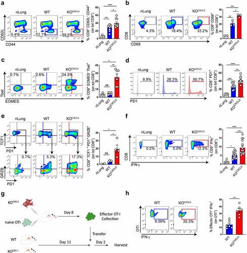 Figure 5. Lung-infiltrating neu restrict differentiation into effector CD8 T cells. (a–e) Mice were challenged with WT or KOCXCL5 KP-OVA cells and endogenous T cell responses in the lungs were analysed by flow cytometry. (a) Representative plots showing CD62L and CD44 expression on lung CD8 T cells and corresponding quantification. (b) Representative plots and quantification of CD69 in lung CD8 T cells.(cC) Expression of T-bet and EOMES in lung CD8 T cells.)d) Representative histograms and quantification of PD-1 expression on total lung CD8 T cells. (e) Example and quantification of the percent of granzyme and PD-1 expression levels on TCF1-expressing lung CD8 T cells. (f) Single-cell lung suspensions were restimulated ex-vivo with OVA class-I peptide and intracellular staining was performed to determine IFN-γ expression levels. Representative dot-plots and quantifications are shown. Data (a–f) represent mean ± SEM of two to eight mice/group. Significance was determined by one-way ANOVA with ns p > 0.05, *p ≤ 0.05, **p ≤ 0.01, ***p ≤ 0.001, ****p ≤ 0.0001. (g) Scheme of OVA-specific CD8 effector adoptive transfer. CD45.2 mice were inoculated with KP-OVA KOCXCL5 cancer cells and adoptively transferred with OT-I. Effector OT-I cells were sorted from the mLN after 8 d and re-transferred into CD45.1 recipient carrying WT or KOCXCL5 tumors. Two days later lung tissues were harvested to perform intracellular staining for IFN-γ as described in (f). (h) Dot plot and quantification of effector OT-I on total lung OT-I T cells. Data represent mean ± SEM of four to six mice each group. Significance was determined by unpaired t-test with *p ≤ 0.05, ***p ≤ 0.001.