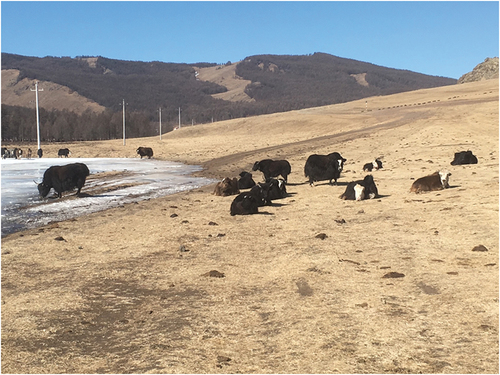 Figure 7. Yak and cattle spending a spring afternoon by an aufeis sheet in a valley near Terelj, Mongolia. Photo: J. O. Habeck, March 2019.