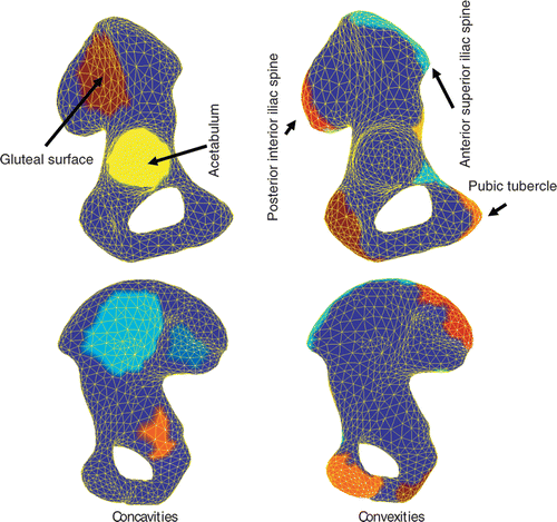 Figure 6. Color-coded regions clustered for 3k-face surface of the hemi-pelvic bone. The upper and lower images display the anterior and posterior views, respectively.