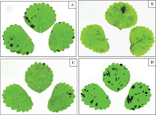 FIGURE 3 Anthracnose leaf spot on strawberry leaves following inoculation with Colletotrichum gloeosporioides (A) and C. fragariae (B). Original photograph of a leaf inoculated with C. gloeosporioides (C) and the same photograph computer enhanced (D). Visual scores for this leaf were 3 (Rater 1) and 2 (Rater 2), and 2.5 (average). Computer analysis determined the percent lesion area to be 10.2% (color figure available online).