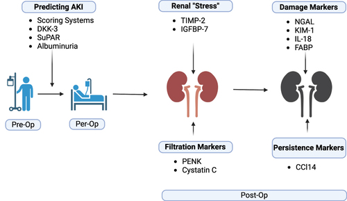 Figure 3 Outline of stages in the patient journey, preoperative, perioperative and postoperative where biomarkers could be employed.