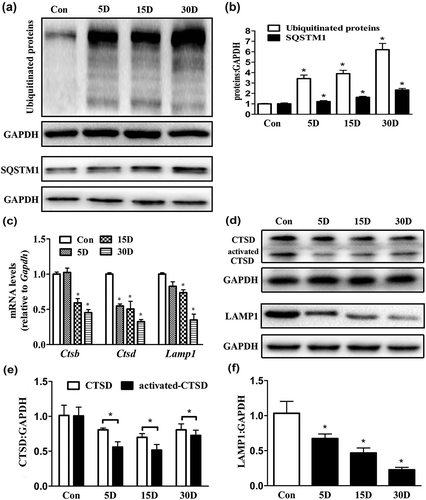 Figure 6. Autophagic flux and lysosomal hydrolase levels were impaired during the process of SGN degeneration in the cochlea of mice. (a and b) Western blot analysis revealed that levels of the autophagic cargo receptor protein SQSTM1 and ubiquitinated proteins were increased in SGNs on the 5th, 15th and 30th day after ototoxic drug administration. (c) Quantitative real-time PCR results revealed that compared with that in the blank control group, the Ctsd level was significantly decreased on the 5th day after the ototoxic drugs were given. By the 15th day, the levels of Lamp1, Ctsb and Ctsd were significantly lower in the treated mice than in the normal mice (P < 0.05). On the 30th day after ototoxic drug administration, the levels of Ctsd and Lamp1 were further decreased (P < 0.05). Gapdh was used as the internal reference. (d-f) Western blot assays revealed that the levels of LAMP1 and CTSD were significantly decreased with SGN degeneration compared with these levels in the blank control SGNs. *, P < 0.05; Con, normal mice without drug treatment; 5D, 15D, and 30D, 5, 15, and 30 days after drug administration, respectively.