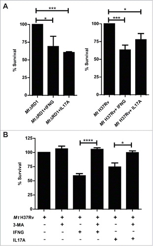 Figure 5. Intracellular survival of Mt H37Rv and MtΔRD1 in cytokine-treated monocytes from TB patients. PBMC from HR TB patients were incubated at 2 × 106 cells/ml for 16 h without stimulus to allow monocyte adherence. Cells were infected with MtΔRD1 or Mt H37Rv (MOI: 20). (A) After 2 h of infection, the culture medium was replaced and cells were cultured ± IFNG (1.8 ng/ml) or IL17A (10 ng/ml) for 24 h. In a separate set of experiments (B) cells were incubated with or without IFNG (1.8 ng/ml) or IL17A (10 ng/ml) for 24 h and 10 mM 3-methyladenine (3-MA) was added where indicated. Cells were washed and lysed for mycobacterial colony-forming units (CFU) determination. Data are presented as means of bacterial viability (CFU expressed as percentage of the control) ± SEM.*P < 0.05, **P < 0.01 and ***P < 0.001. P values were calculated using one-way ANOVA with the post hoc Tukey multiple comparisons test.