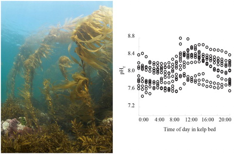 Figure 4. A kelp forest and associated community on a rocky reef (Tavora, North Otago) that shows understory species including Landsburgia quercifolia and coralline algae (left panel), and a plot of pH variability in a kelp bed at Karitane (South Island East coast; Cornwall, Hepburn, McGraw, et al. Citation2013, right panel), showing large pH variation up to 0.94 units under high light and low swell conditions.