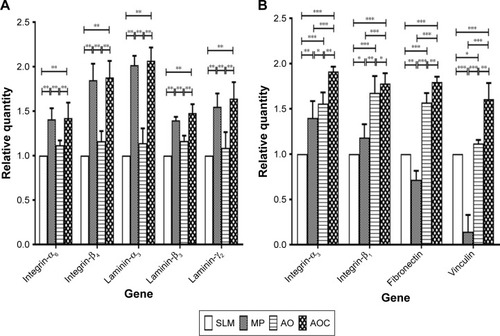 Figure 12 Gene expression relating to adhesion measured with qRT-PCR after 7 days.Notes: (A) HGECs, (B) HGFs. All values were quantified relative to control (SLM). *P<0.05, **P<0.01, ***P<0.001.Abbreviations: HGECs, human gingival epithelial cells; HGFs, human gingival fibroblasts; SLM, selective laser melting; MP, mechanically polished; AO, anodic oxidation; AOC, anodic oxidation composited with electrochemical deposition.