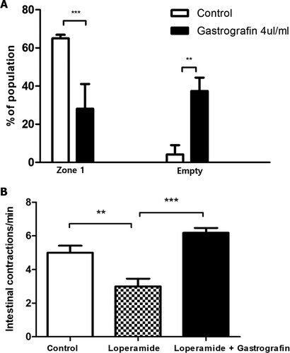 Figure 3. Change in intestinal motility after gastrografin treatment in the loperamide-induced constipation model. (A) 8 dpf zebrafish larvae with loperamide (5 mg/L)-induced constipation were treated with 4 µl/ml gastrografin. Afterward, we analyzed the intestinal transit zones of these larvae. (B) Intestinal contraction in zebrafish larvae with loperamide-induced constipation was compared via real-time video analysis. The data represent population percentages (**P < 0.01, ***P < 0.001)