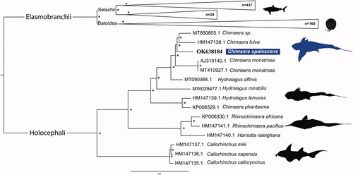 Figure 1. Maximum likelihood phylogenetic tree based on concatenated sequences of 13 protein-coding genes from 641 Chondrichthyan mitogenomes. GenBank accession numbers are listed before species names. The * above the branches indicates that bootstrap support values are above 95%.