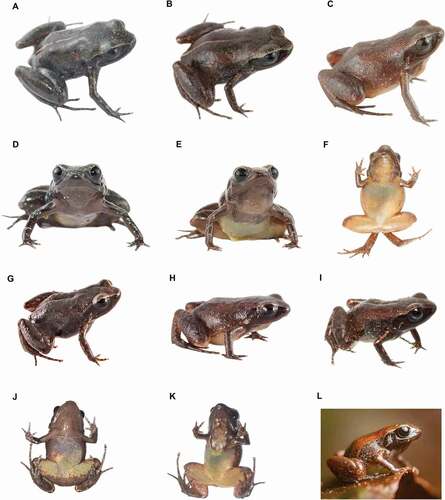 Figure 5. Dorsal and ventral color patterns of Noblella worleyae sp. nov. in life. (A, D) Dorsal pattern and ventral pattern of ZSFQ 2504, paratype, adult male, SVL = 15.5 mm; (B, E) dorsal pattern and ventral pattern of ZSFQ 2502, paratype, adult male, SVL = 15.9 mm; (C, F) dorsal pattern and ventral pattern of ZSFQ 550, paratype, adult male, SVL = 17.3 mm; (G, J) dorsal pattern and ventral pattern of ZSFQ 552, paratype, adult female, SVL = 19.1 mm; (H, K–L) dorsal pattern and ventral pattern of ZSFQ 550, paratype, adult male, SVL = 17.3 mm; (I) dorsal pattern of an uncollected specimen. Photographs by Jaime Culebras (a, b, d, e), José Vieira (c, f), Ross Maynard (g–k) and Scott Trageser (l)