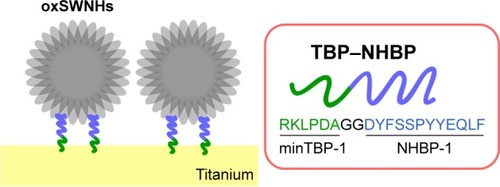 Figure 1 Schematic representation of oxSWNHs containing the TBP–NHBP peptide complex (oxSWNHs/TBP–NHBP) on the Ti surface. oxSWNHs were modified by artificial peptide aptamers against SWNH (NHBP-1) and Ti (minTBP-1).Abbreviations: oxSWNHs, oxidized single-walled carbon nanohorns; TBP, Ti-binding peptide; NHBP-1, SWNH-binding peptide.