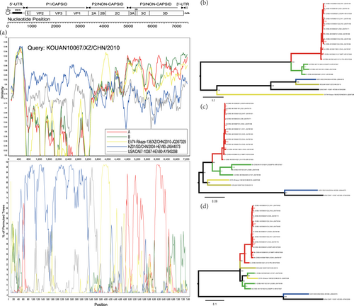 Fig. 3 a Similarity and bootscanning analysis of strain KOUAN10067 with CV-B3 strains isolated from India, the prototype of EV-B80, a field EV-B74 strain (Rikaze-136/XZ/CHN/2010), and a field EV-B80 strain (HZ01/SD/CHN/2004). Strain KOUAN10067 was used as a query sequence. b Midpoint-rooted maximum likelihood phylogenetic tree of isolates based on regions excluding P2 and P3 coding regions. c Midpoint-rooted maximum likelihood phylogenetic tree of isolates based on the P2 coding region. d Midpoint-rooted maximum likelihood phylogenetic tree of isolates based on the P3 coding region. All branches of the trees are colored according to the result of the bootscanning analysis except for strain KOUAN10067 (dark yellow). The sequences analyzed in the recombination and phylogenetic trees were identical