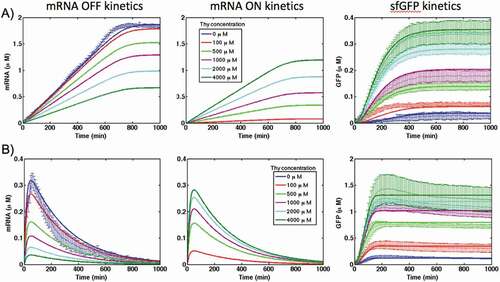 Figure 6. Kinetics of mRNA in ‘OFF’ and ‘ON’ states and sfGFP expression of theophylline riboswitch at different concentration of theophylline in PURE (A) and S30 extract (B) cell-free systems. Solid lines are modelling results and lines with error bars represent the experimental data