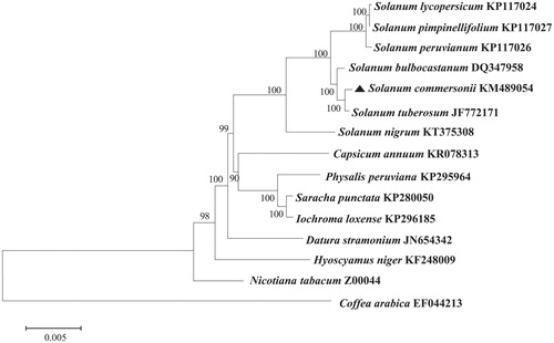 Figure 1. Maximum likelihood phylogenetic tree of S. commersonii with 14 species belonging to the Solanaceae based on chloroplast protein coding sequences. Numbers in the nodes are the bootstrap values from 1000 replicates. The chloroplast sequence of Coffea arabica was set as an outgroup.